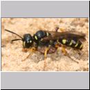 Cerceris arenaria - Grabwespe 01d 12mm mit Ruesselkaefer.jpg